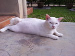 Putih - Domestic Short Hair Cat