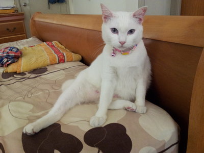 Putih - Domestic Short Hair Cat