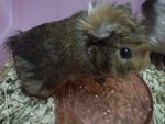 Few Guinea Pigs Avaible To Adoption - Guinea Pig Small & Furry