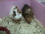 Few Guinea Pigs Avaible To Adoption - Guinea Pig Small & Furry