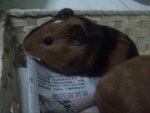 Few Guinea Pigs Avaible To Adoption - Guinea Pig Small & Furry