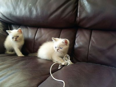 2 Semi Flat Himalaya Persian  - Persian + Siamese Cat