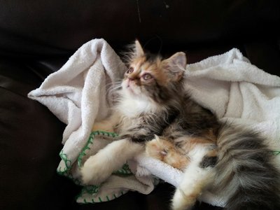 1 Semi Flat Calico Persian - Persian Cat