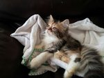 1 Semi Flat Calico Persian - Persian Cat