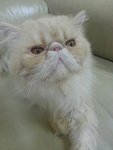 Father of the kitten