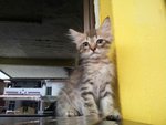 Male Persian Kitten