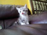 1 Semi Flat Male Persian Kitten - Exotic Shorthair + Persian Cat