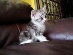 1 Semi Flat Male Persian Kitten - Exotic Shorthair + Persian Cat