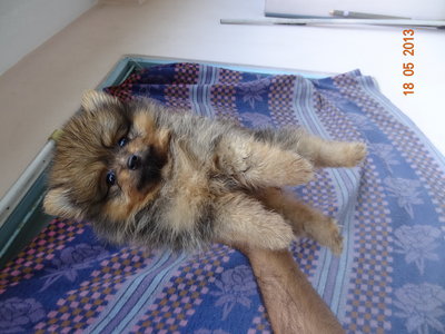 Pomeranian Puppy Mka N Microchip - Pomeranian Dog