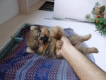 Pomeranian Puppy Mka N Microchip - Pomeranian Dog