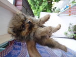 Pomeranian Puppy Mka N Microchip - Pomeranian Dog