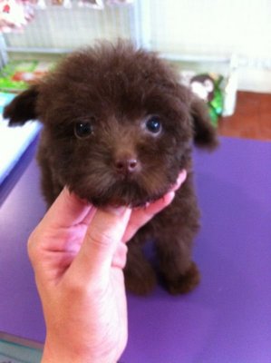 Tiny Cola Toy Poodle - Poodle Dog