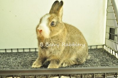 Netherland Dwarf - Chestnut Vm 18 - Netherland Dwarf Rabbit