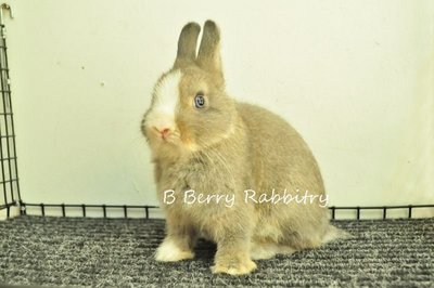 Netherland Dwarf - Opal Vm 18 - Netherland Dwarf Rabbit