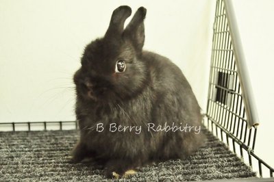 Netherland Dwarf - Black 18 - Netherland Dwarf Rabbit