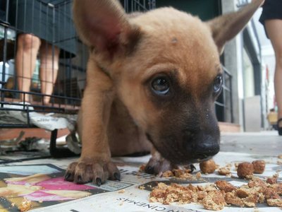 Sleepy - Belgian Shepherd Malinois Mix Dog