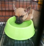 Sleepy - Belgian Shepherd Malinois Mix Dog