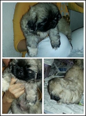 Pekingese Puppy - Pekingese Dog