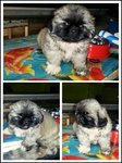 Pekingese Puppy - Pekingese Dog