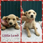 Little Lamb - Mixed Breed Dog