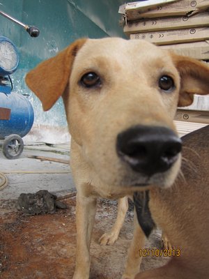 Little Lamb - Mixed Breed Dog