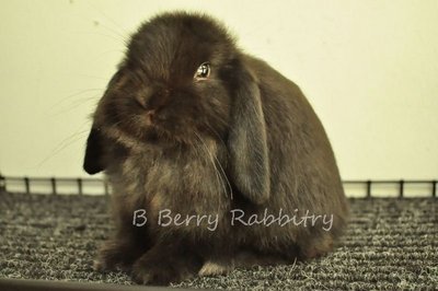 Holland Lop - Black - Holland Lop Rabbit