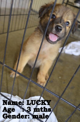 Lucky - Mixed Breed Dog