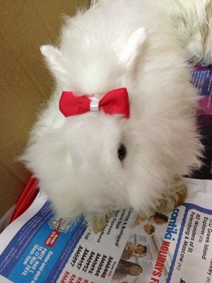 Girlgirl - Lionhead Rabbit