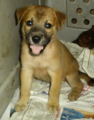 Jammy  Mixed - Mastiff Mix Dog