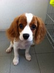 Cavalier King Charles Spaniel - Cavalier King Charles Spaniel Dog