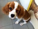 Cavalier King Charles Spaniel - Cavalier King Charles Spaniel Dog