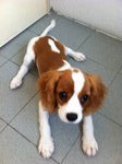 Cavalier King Charles Spaniel - Cavalier King Charles Spaniel Dog