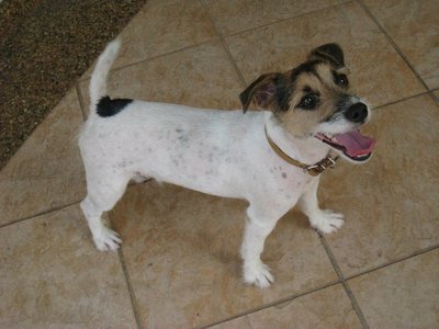 Spot - Jack Russell Terrier Dog