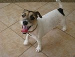 Spot - Jack Russell Terrier Dog