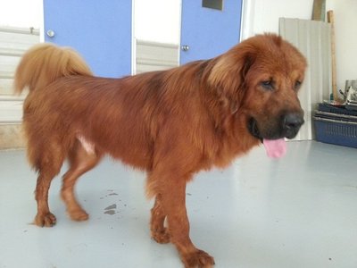 Hha - Tibetan Mastiff Dog