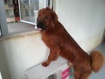 Hha - Tibetan Mastiff Dog