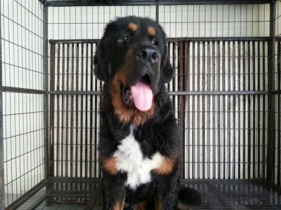 PF44183 - Tibetan Mastiff Dog