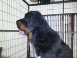 PF44183 - Tibetan Mastiff Dog