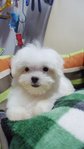 Maltesetaiwan Imported Lineage - Maltese Dog