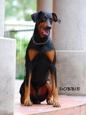 Dobbie &amp; The Stray - Doberman Pinscher Dog