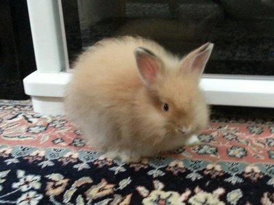 Fluffy, Jake The Pirate - Angora Rabbit + Lionhead Rabbit