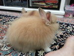 Fluffy, Jake The Pirate - Angora Rabbit + Lionhead Rabbit