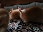 Fluffy, Jake The Pirate - Angora Rabbit + Lionhead Rabbit