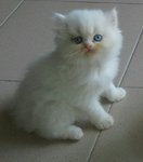 cat 2, female,rm900