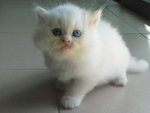 cat 3, female, rm1200