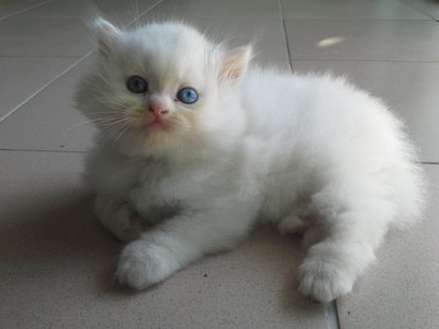 Persian Kitten Comel - Persian Cat