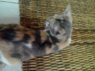 Muezza - Domestic Short Hair Cat