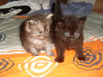 Autumn - female (ADOPTED) & Winter (black male)