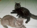 With mommy (grey) & daddy (black)