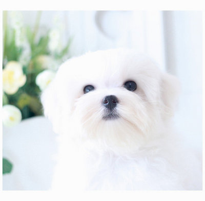 Maltese For Sale - Maltese Dog